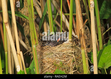 CUCKOO Cuculus canorus (parasite). Banque D'Images