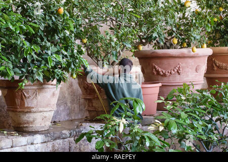 La Villa Medici di Castello (Villa Reale), Sesto Fiorentino, Florence, Italie. Les eaux d'un jardinier de citronniers dans une maison ou de citron limonaia (orangerie) Banque D'Images