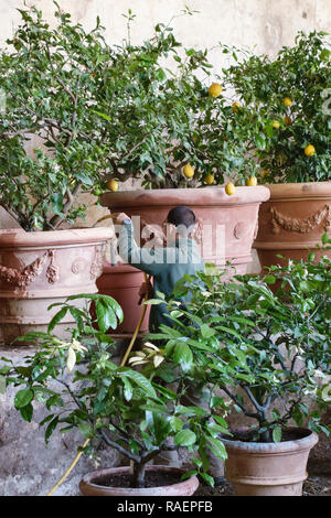 La Villa Medici di Castello (Villa Reale), Sesto Fiorentino, Florence, Italie. Les eaux d'un jardinier de citronniers dans une maison ou de citron limonaia (orangerie) Banque D'Images