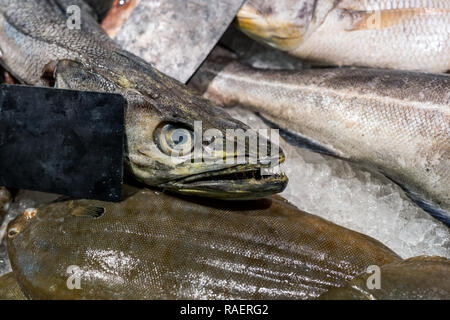 Close-up avec des dents pointues de la tête de poisson merlu cru sur comptoir à marché aux poissons. Le poisson frais sur storedisplay. L'alimentation saine. Banque D'Images