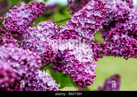 Lilas en fleurs au printemps bush le temps. Fleurs lilas en fleur. La floraison lilas bush en Lettonie. Fleurs rose lilas en fleurs dans la saison du printemps. Banque D'Images