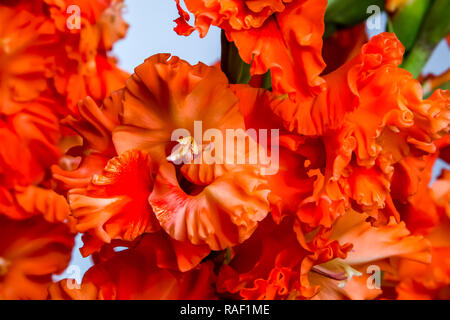 Glaïeul rouge. Glaïeul sur fond gris. Nature fleur. Des fleurs de jardin. Glaïeul rouge fleurs en été. Banque D'Images