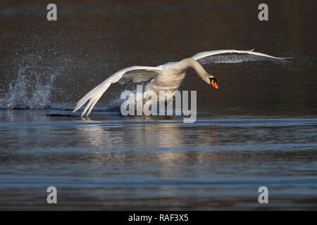 Cygne muet sur le lac d'atterrissage Banque D'Images