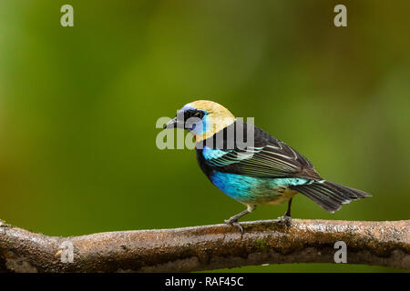 Tangara à capuchon doré dans la forêt tropicale du Costa Rica Banque D'Images