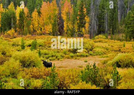 Automne dans le panorama des montagnes Wasatch de l'Utah. Banque D'Images