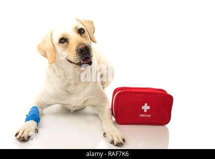 Chien malade. LABRADOR COUCHÉ AVEC UN BANDAGE ÉLASTIQUE BLEU OU SUR PIED ET UNE URGENCE OU FIRT TROUSSE DE SECOURS. Banque D'Images