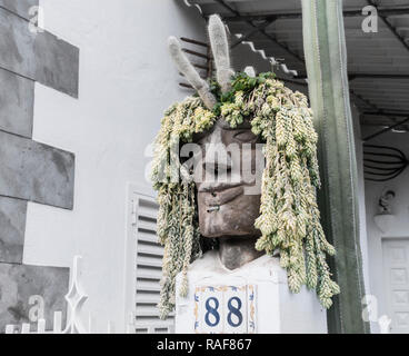 Plante rare récipient avec la culture d'espèces végétales comme dreadlocks. Banque D'Images