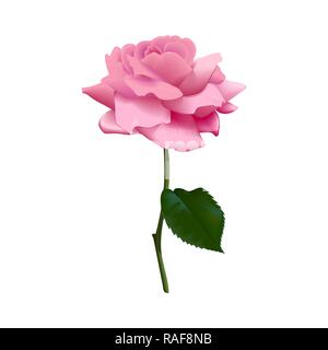 Belle rose pourpre rose isolé sur fond blanc. Vector illustration. isolés. Fleur, tige, feuille. Illustration de Vecteur