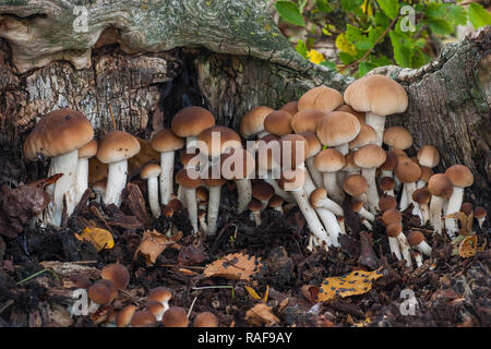 Agrocybe aegerita. croissant sur un journal de mort Banque D'Images