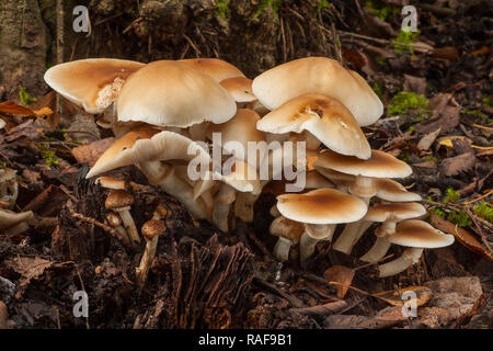 Agrocybe aegerita. croissant sur un journal de mort Banque D'Images