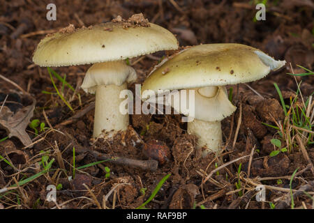 Amanita phalloides, un champignon mortel Banque D'Images