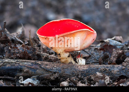 Sarcoscypha coccinea grandir un tronc mort Banque D'Images