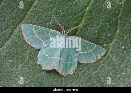 Thalera fimbrialis perché sur une feuille verte Banque D'Images