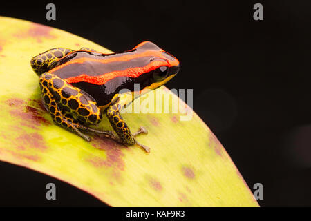 Poison dart frog ou flèches, Ranitomeya uakarii jambes dorées morph. Un petit Dendrobates de la forêt amazonienne au Pérou. Cet animal vit dans le tro Banque D'Images