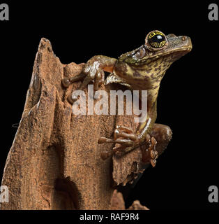 Arbre Tropical grenouille, Osteocephalus taurinus. Une rainette criarde de l'Amazon raon forêt avec de beaux yeux clairs. Banque D'Images