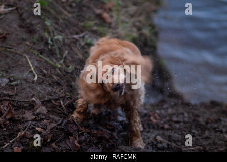 Se secouant chien mignon Banque D'Images