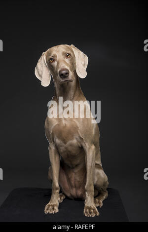 Portrait de femme braque de chien sur un fond noir Banque D'Images