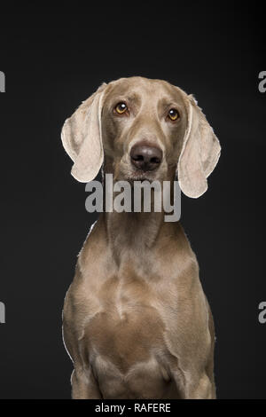 Portrait de femme braque de chien sur un fond noir Banque D'Images