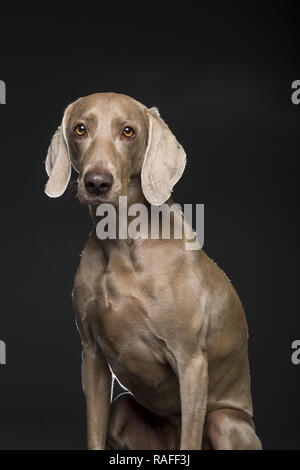 Portrait de femme braque de chien sur un fond noir Banque D'Images