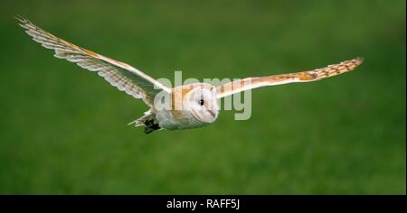 Close up of a beautiful Barn Owl Banque D'Images