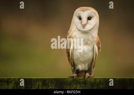 Close up of a beautiful Barn Owl Banque D'Images