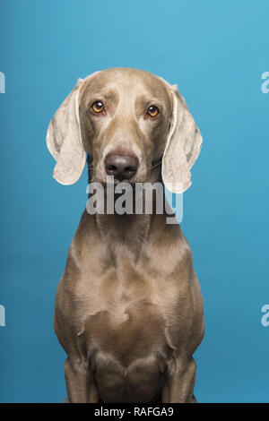 Portrait de femme braque de chien sur un fond bleu Banque D'Images