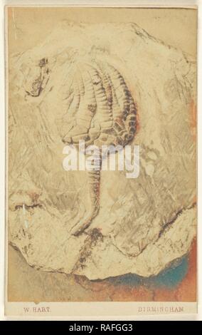 Un fossile de crinoïde, William Hart (britannique, active Birmingham, Angleterre 1860), 1865 - 1870, à l'albumine argentique repensé Banque D'Images