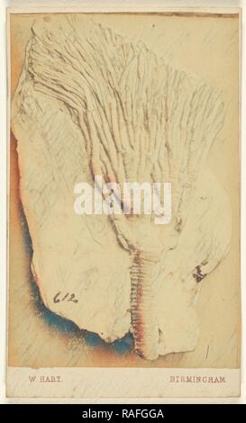 Un fossile de crinoïde, William Hart (britannique, active Birmingham, Angleterre 1860), 1865 - 1870, à l'albumine argentique repensé Banque D'Images