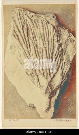Un fossile de crinoïde, William Hart (britannique, active Birmingham, Angleterre 1860), 1865 - 1870, à l'albumine argentique repensé Banque D'Images