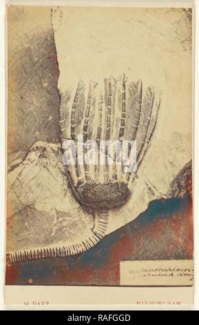 Un fossile de crinoïde, William Hart (britannique, active Birmingham, Angleterre 1860), 1865 - 1870, à l'albumine argentique repensé Banque D'Images