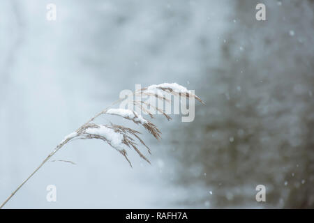 La photographie de la nature UK.Long, de l'herbe sèche croissant sur les rives du lac gelé recouvert de neige neige sur la caps au cours de campagne en hiver. Rétro-éclairée. Banque D'Images