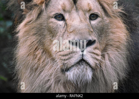 Portrait Lion (lion) Banque D'Images