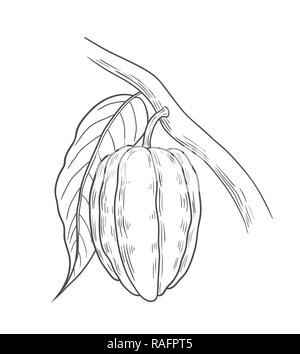 Illustration de cacao, dessin, gravure, encre, dessin au trait, vector Illustration de Vecteur