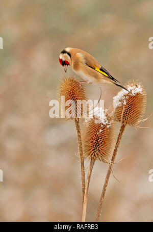 Un oiseau Chardonneret acrobatique a été capturé l'exécution de toutes les scissions, tandis qu'il tente d'équilibre entre deux plantes cardère. Les photos montrent le rendez amusant Banque D'Images