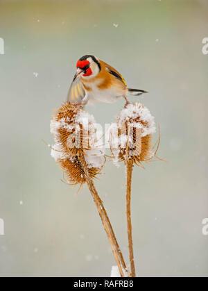 Un oiseau Chardonneret acrobatique a été capturé l'exécution de toutes les scissions, tandis qu'il tente d'équilibre entre deux plantes cardère. Les photos montrent le rendez amusant Banque D'Images