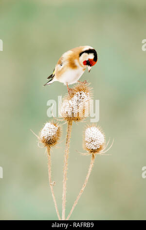 Un oiseau Chardonneret acrobatique a été capturé l'exécution de toutes les scissions, tandis qu'il tente d'équilibre entre deux plantes cardère. Les photos montrent le rendez amusant Banque D'Images