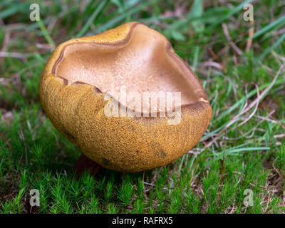 Près d'un champignon à l'envers sur le sol de la forêt. L'herbe verte et dorée champignon. Banque D'Images