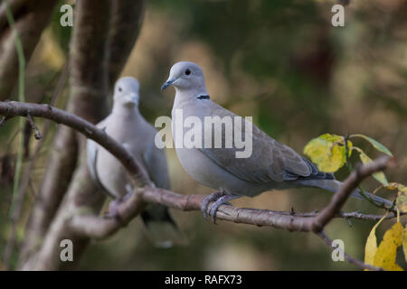 Tête. Streptopelia decaocto. Deux adultes dans le secteur de l'arbre. West Midlands. Îles britanniques. Banque D'Images