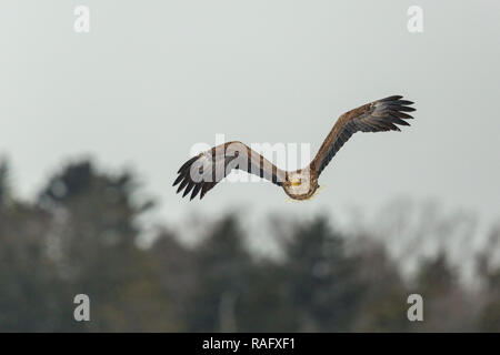 Pygargue à queue blanche (Haliaeetus albicilla) ou pendant la migration d'hiver à Hokkaido, Japon Banque D'Images
