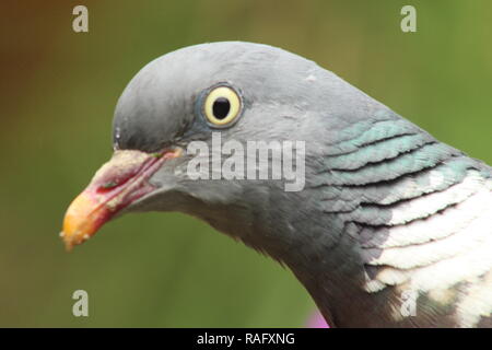 Face à Pigeon Banque D'Images