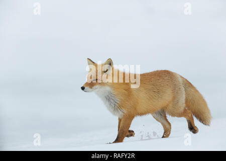 Red Fox ou Ezo ulpes vulpes schrencki ou kkitakitsune à Hokkaido au Japon au cours de l'hiver Banque D'Images