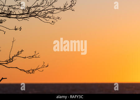 Les branches d'arbres par le coucher du soleil avec un grand nombre de copie espace Banque D'Images
