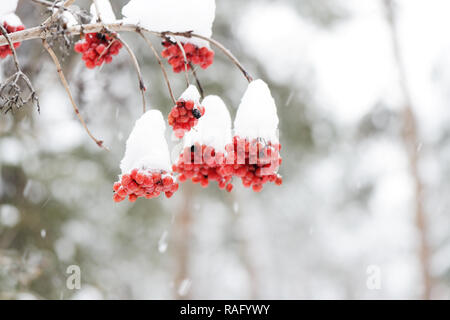 Bottes rouges mûrs de viburnum couverte de neige sur une journée d'hiver Banque D'Images