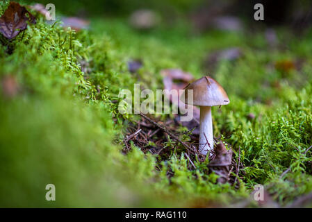 Amanita phalloides dans la forêt. Champignons toxiques, communément appelé la mort. Banque D'Images