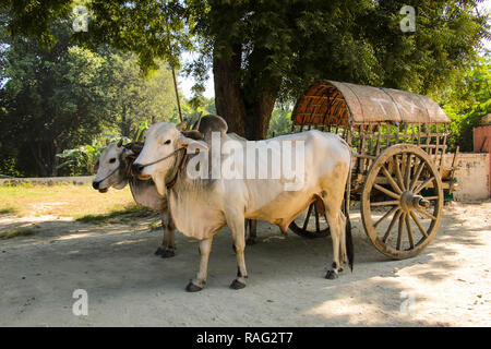 Transport rural birman avec deux bœufs blancs et sol en bois Panier à Bagan, Myanmar (Birmanie) Banque D'Images