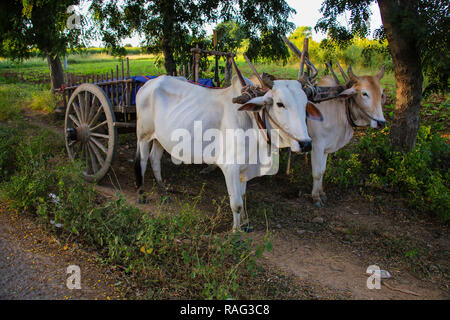 Transport rural birman avec deux boeufs et charrette à Bagan, Myanmar (Birmanie) Banque D'Images