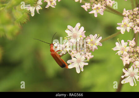 Insect Banque D'Images