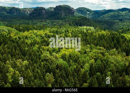 Forêt avec différents tons de vert et collines en arrière-plan Banque D'Images