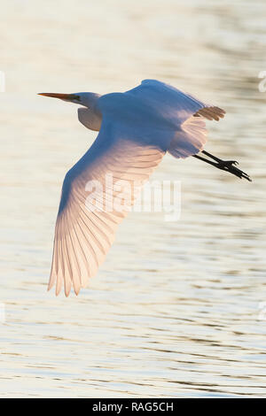 Retour éclairé grande aigrette en vol sur l'étang Banque D'Images