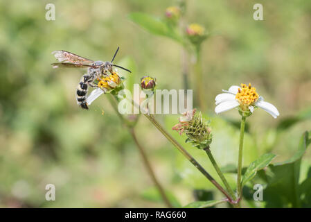 Une plume de Scolid sur Wasp Black-Jack Fleurs au parc dans Osecola Brownie Wise County, en Floride. Banque D'Images